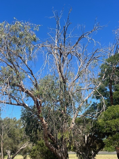 Dying tree at Bushfield.