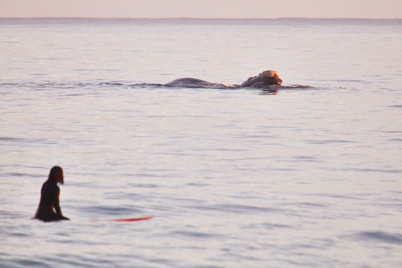 Whales and Surfers