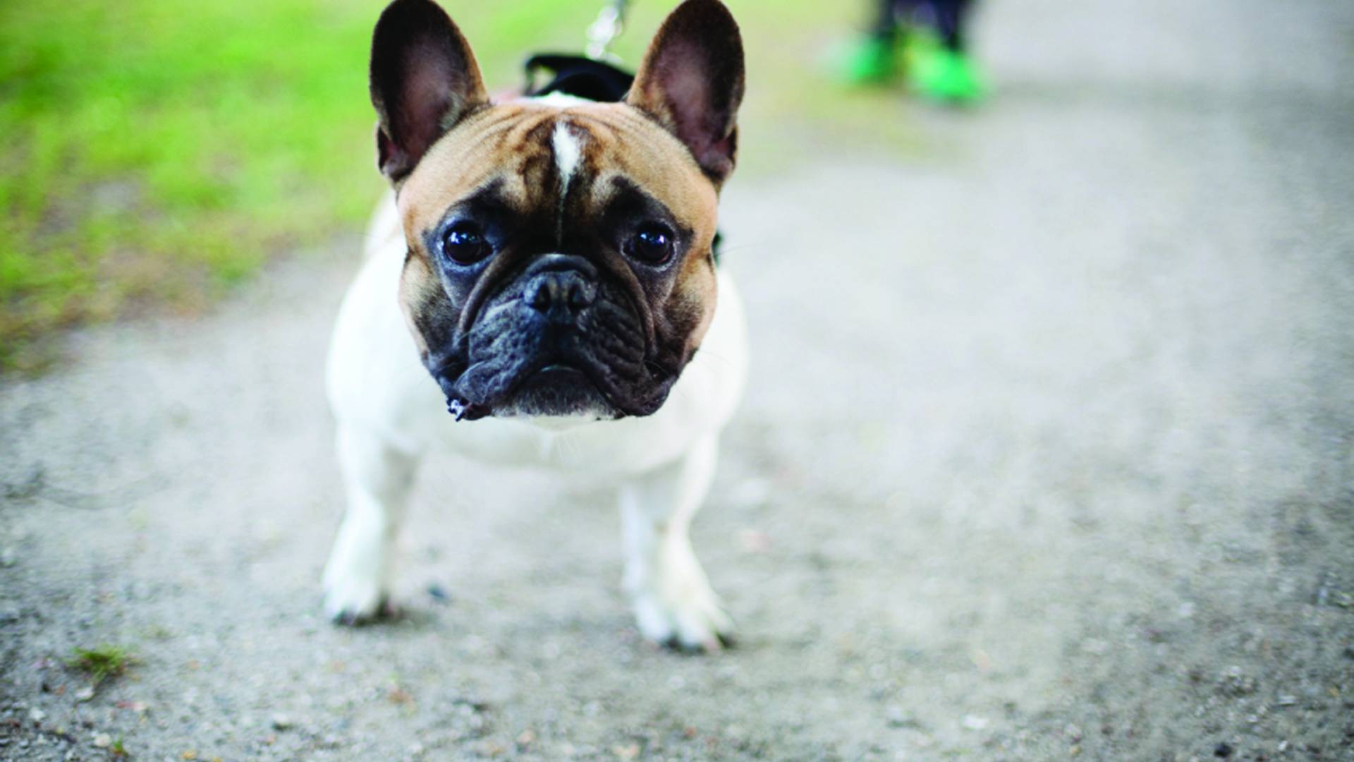 Pug dog.