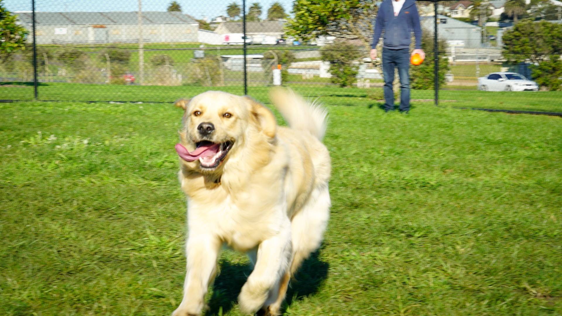 Time to renew your pet registration