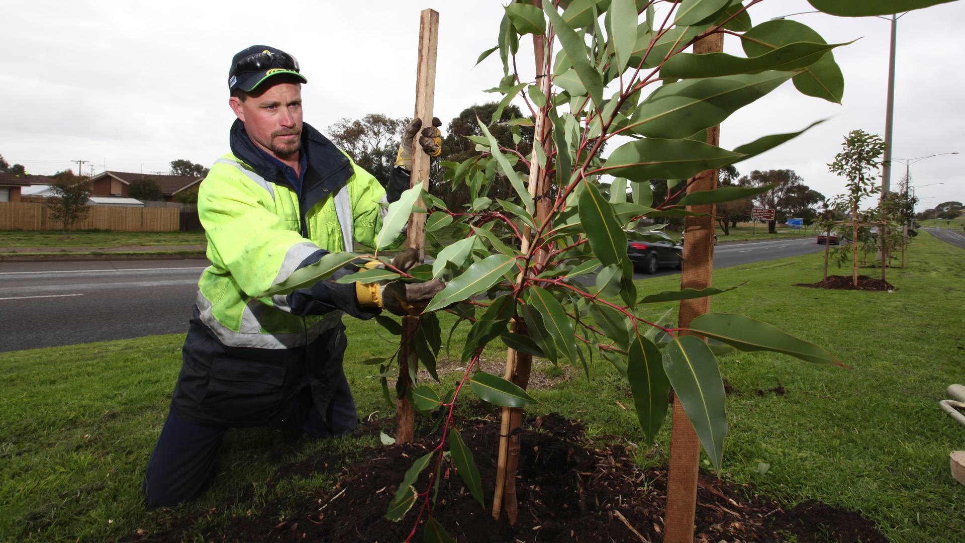 Tree Planting