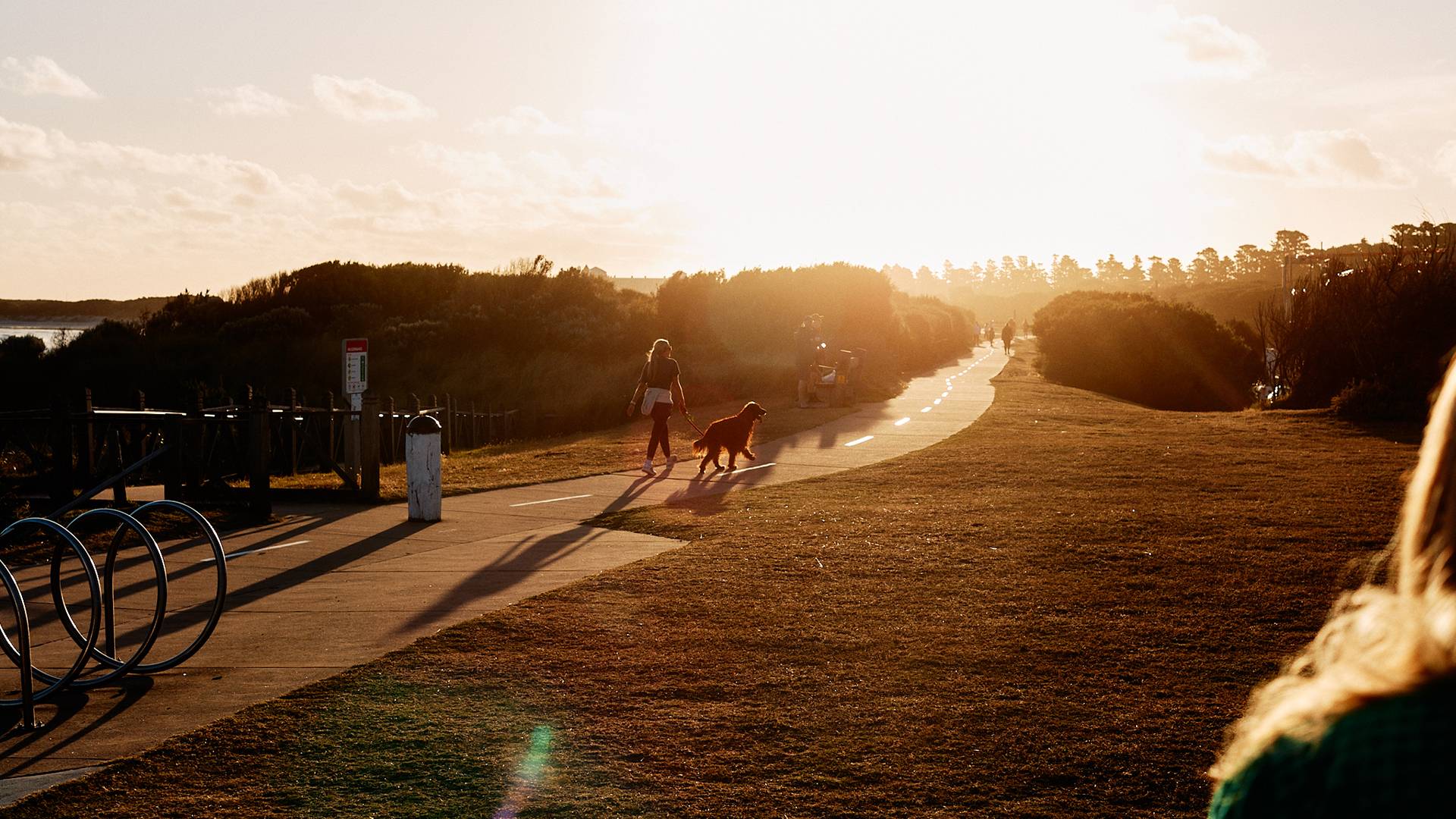 Dog walking at dusk