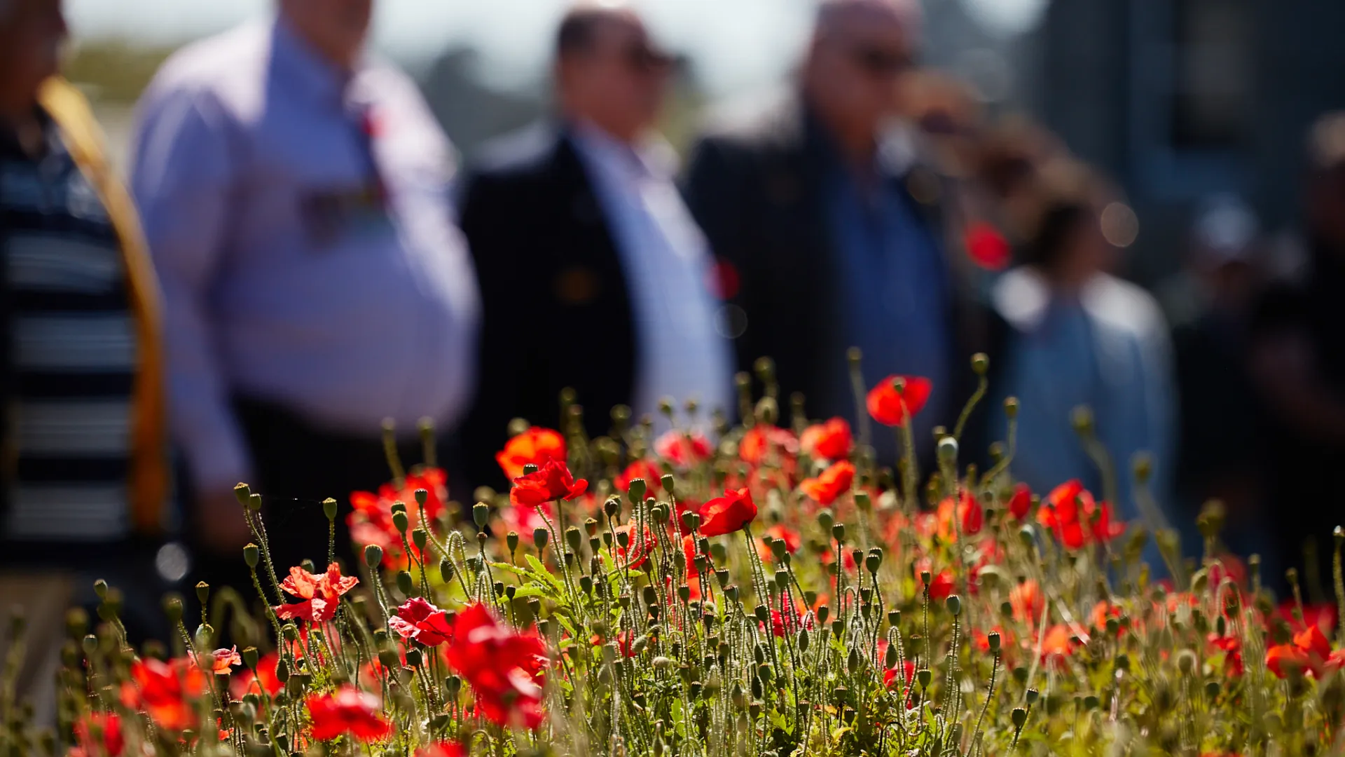 Remembrance Day