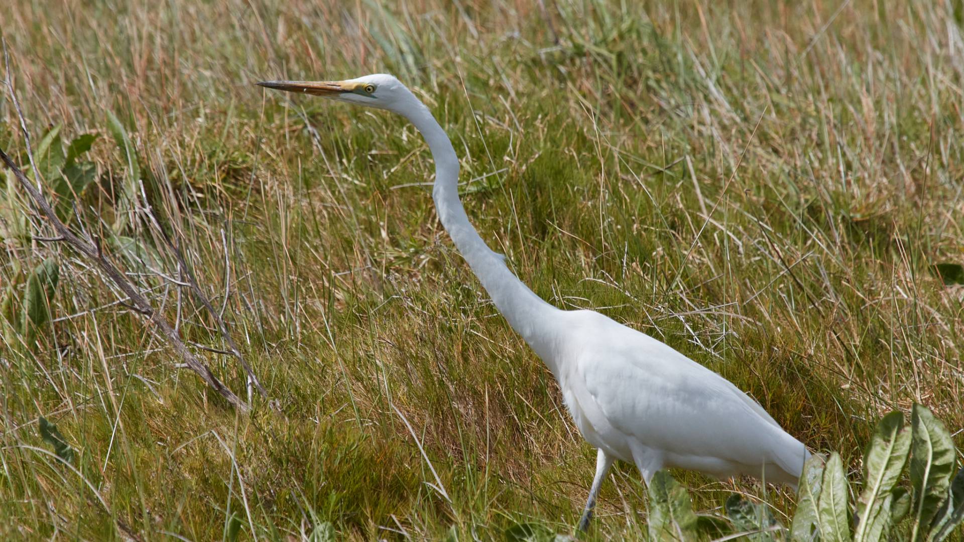 Heron in the South Warrnambool wetlands