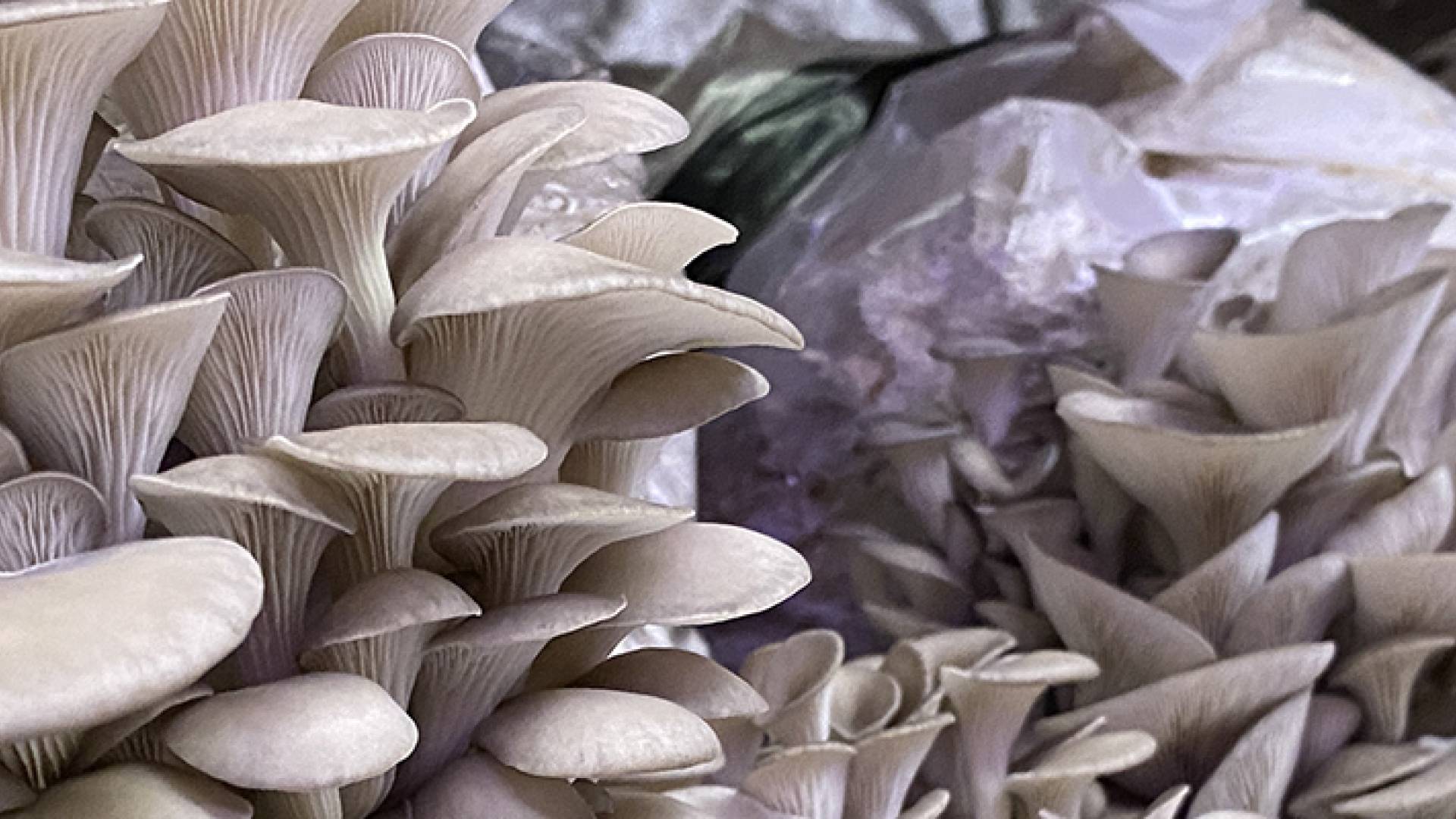Mushrooms