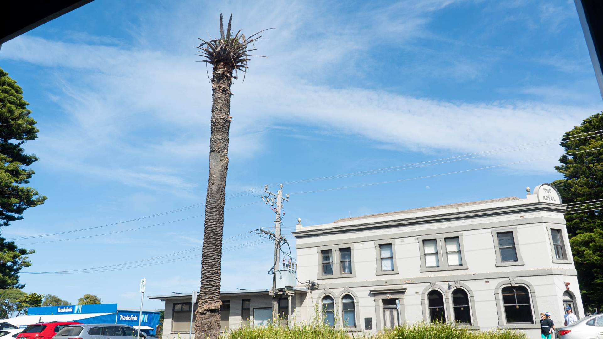 A diseased palm tree on Fairy Street