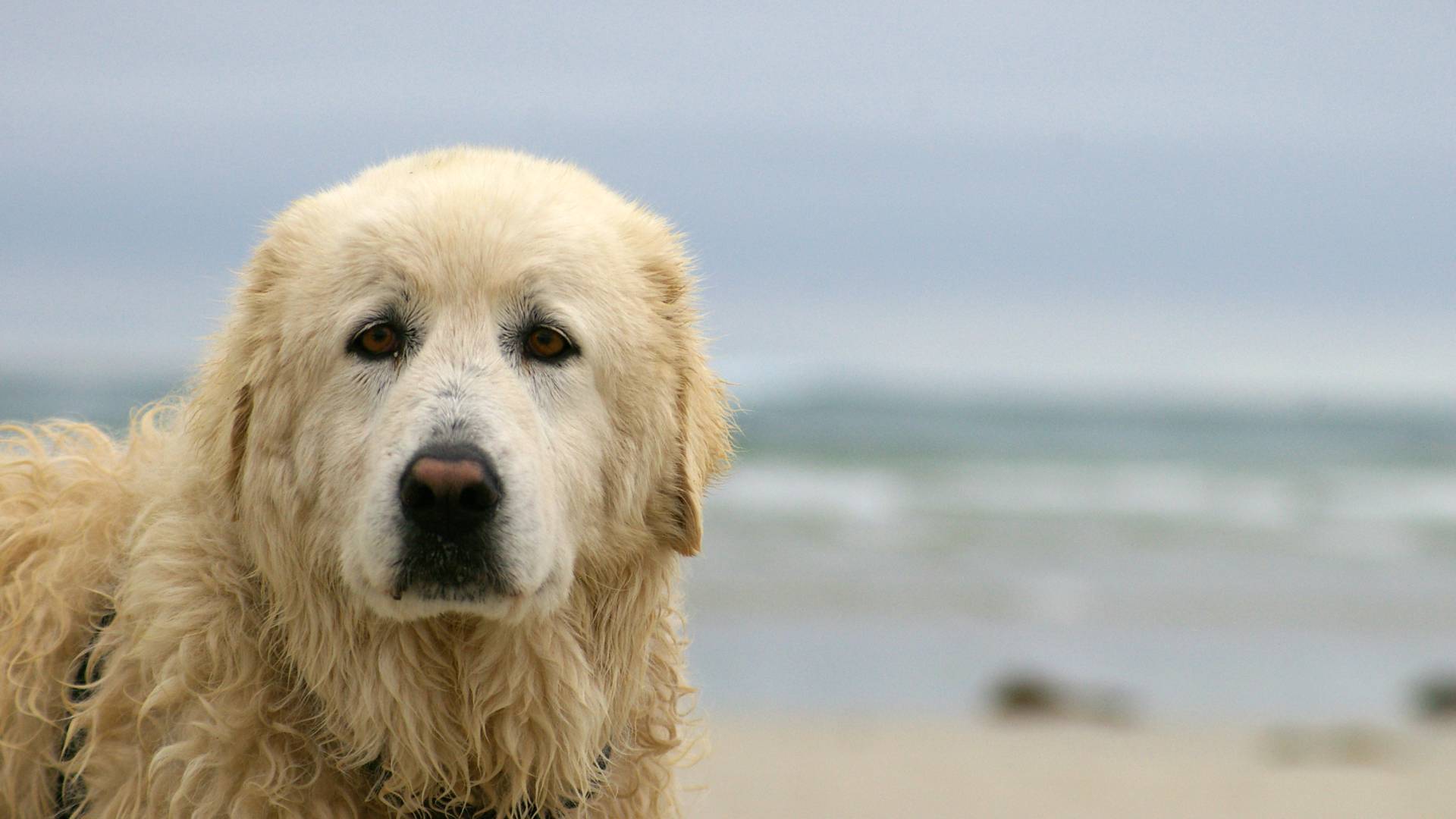 Maremma
