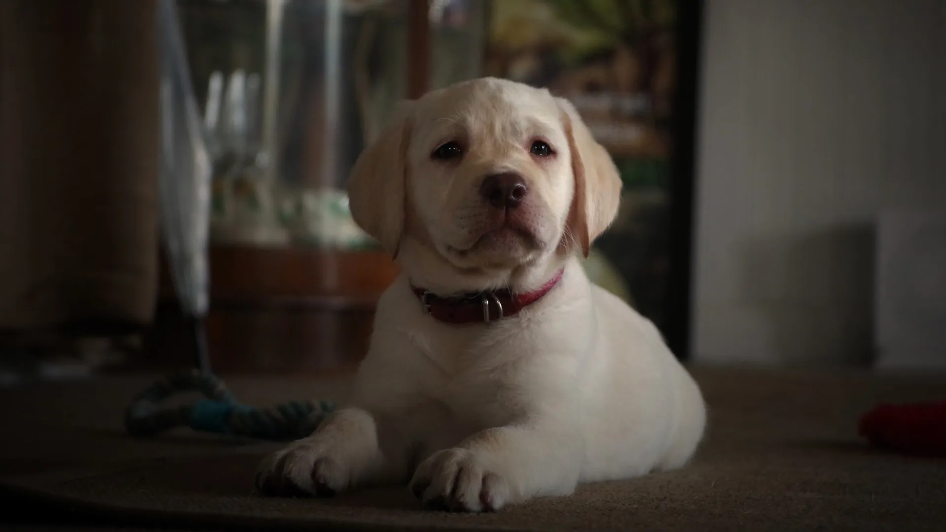 Dog looking at camera