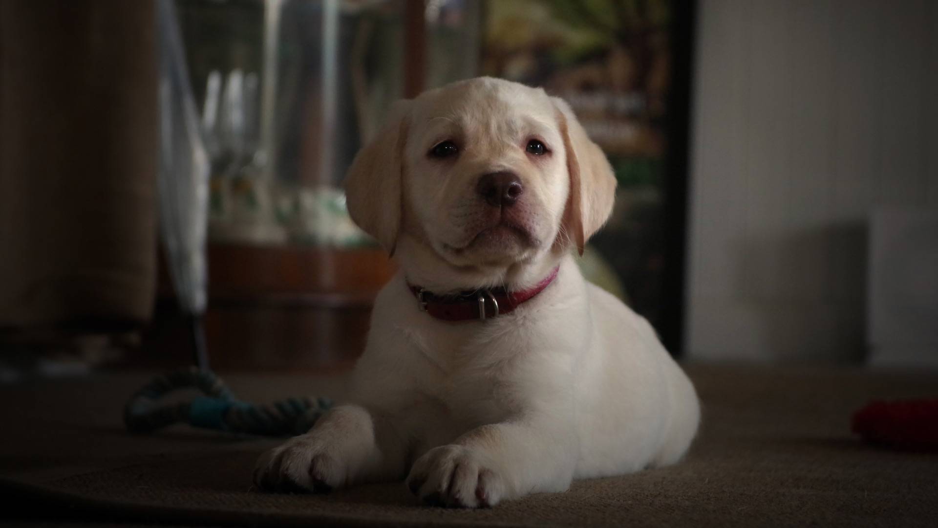 Dog looking at camera