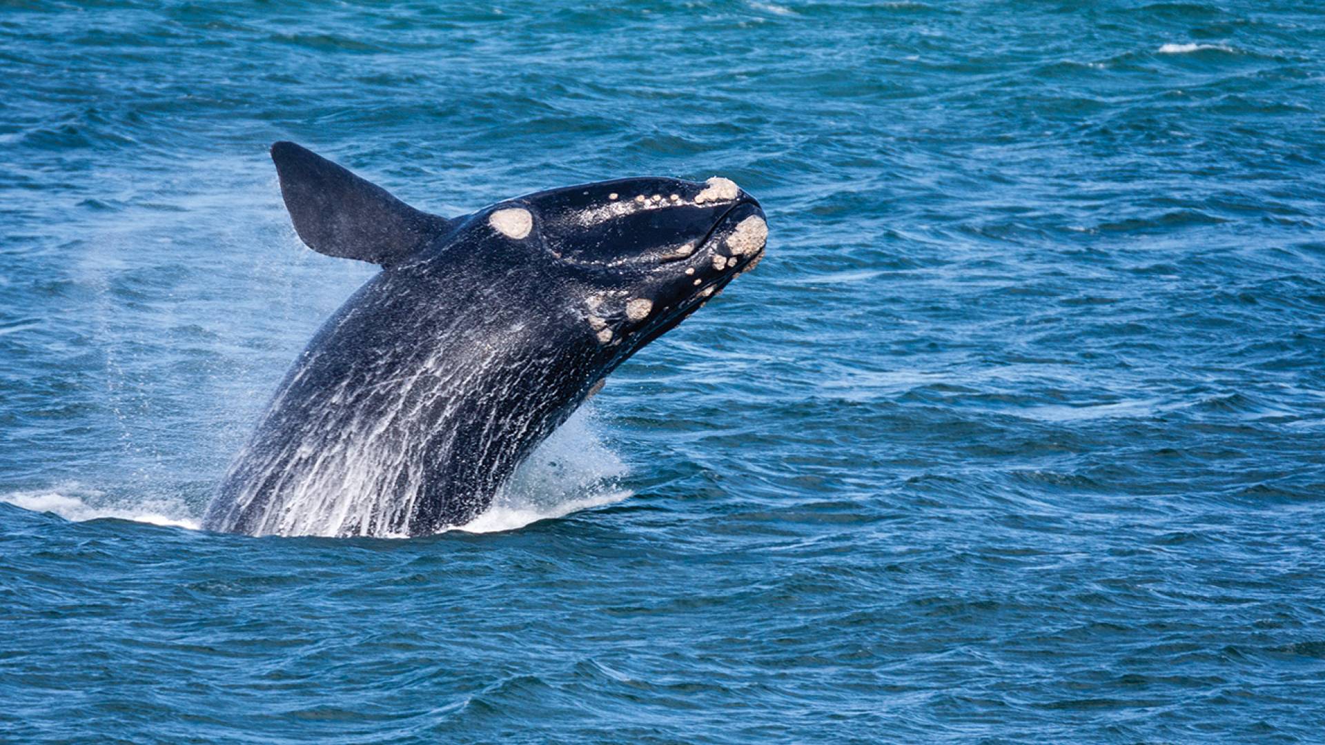 Whale Breaching