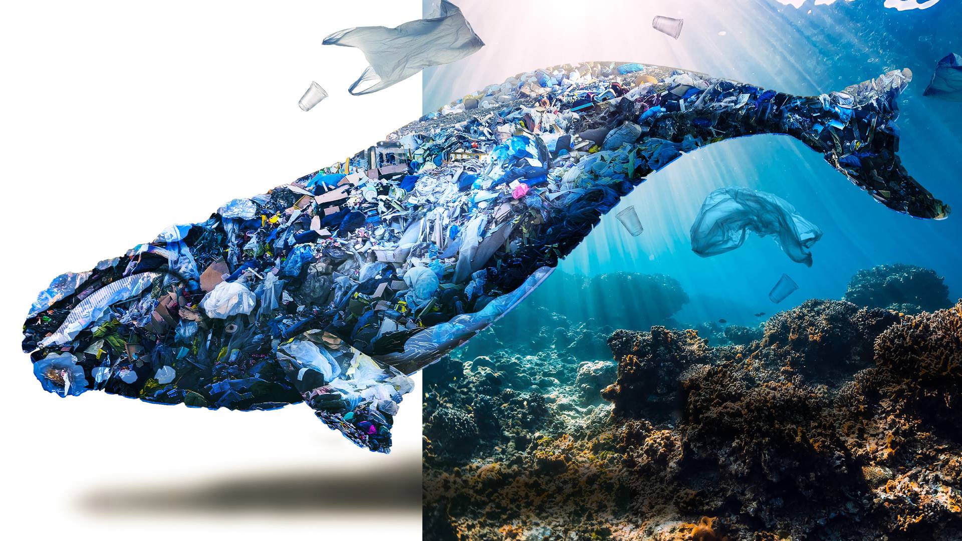 Garbage Whale