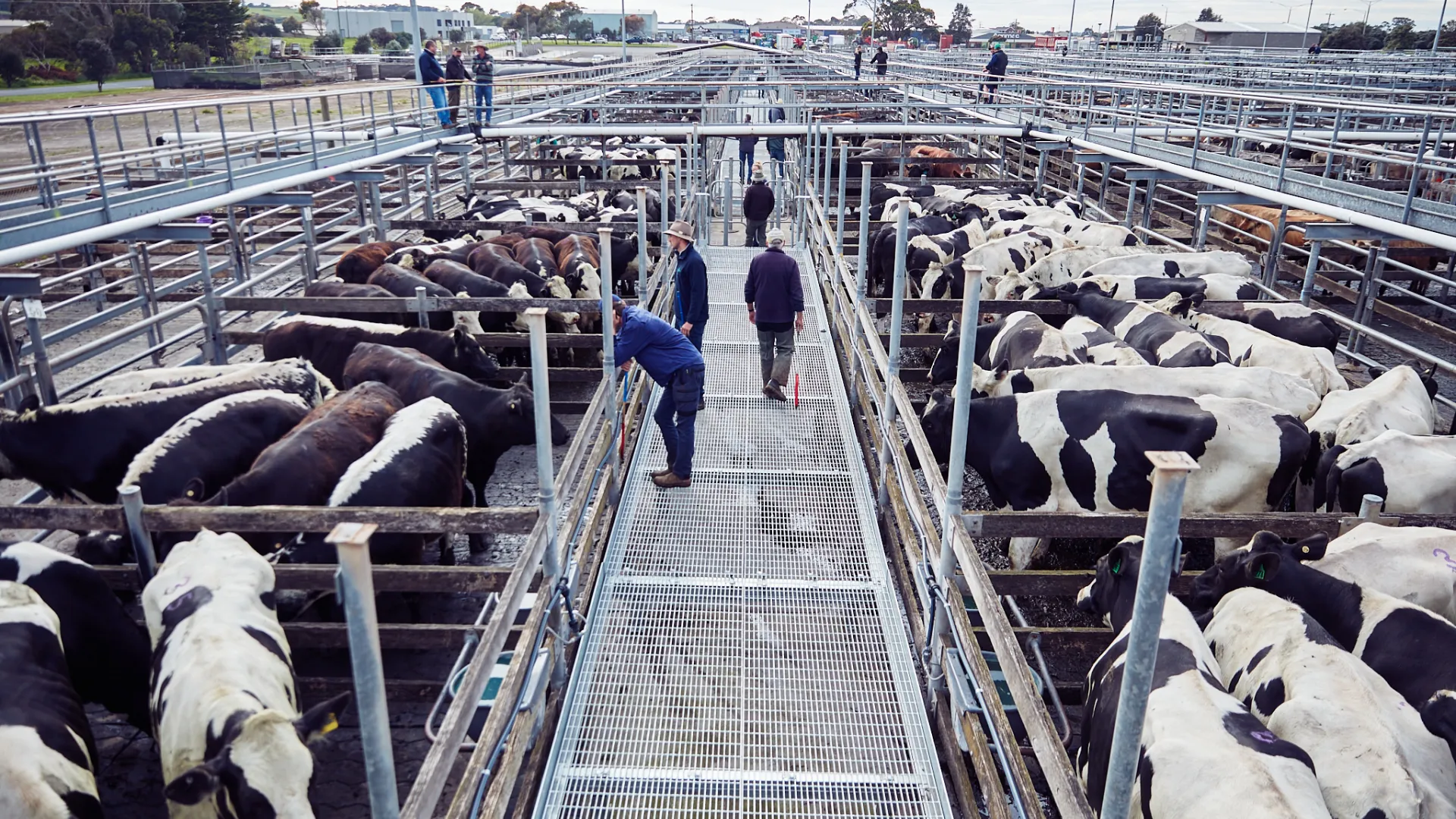 Scene from the Warrnambool saleyards