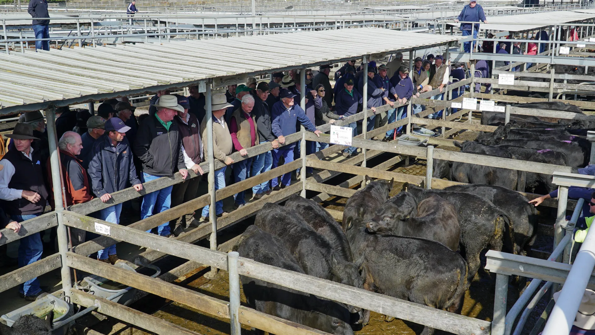 Saleyards scene