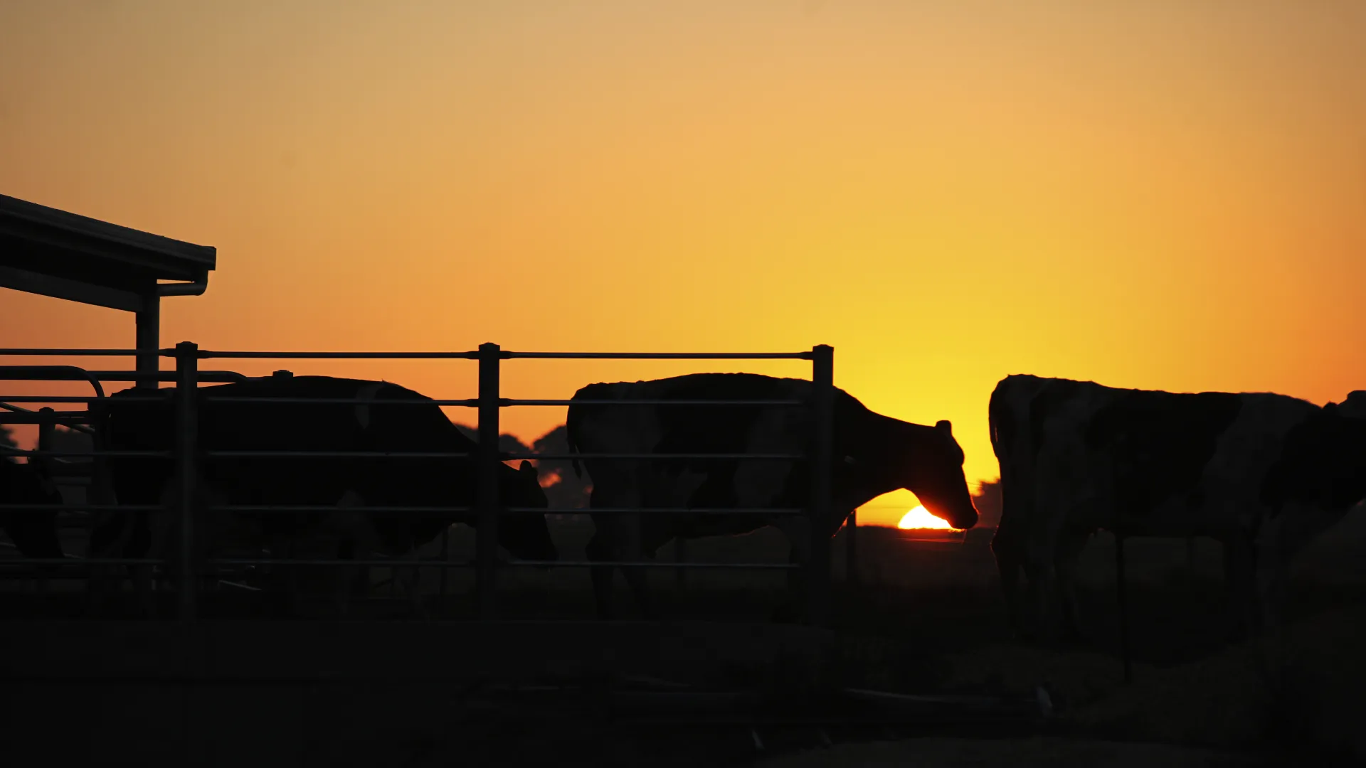 Sunrise silhouettes of cows. 