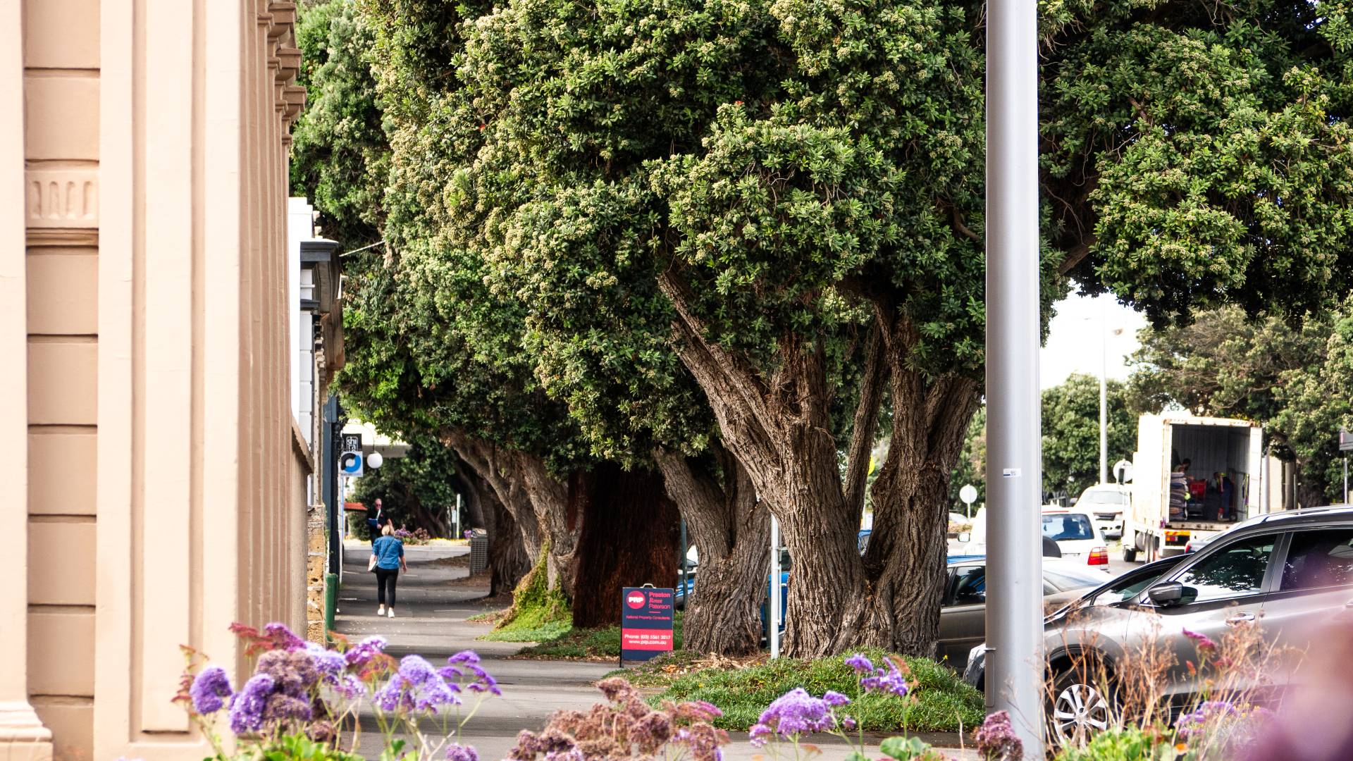 Kepler Street trees