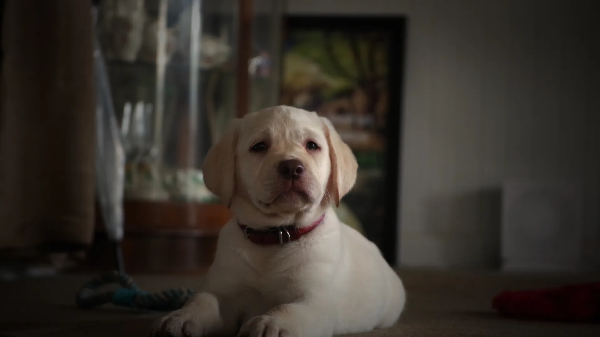 Patsy the labrador