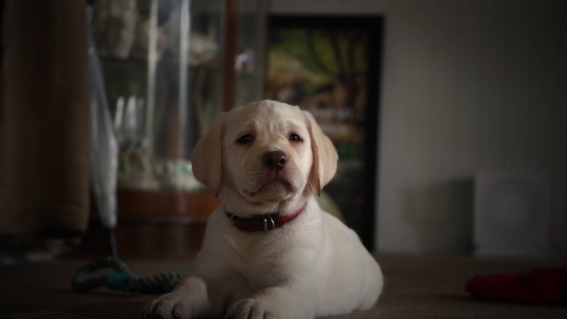 Patsy the labrador