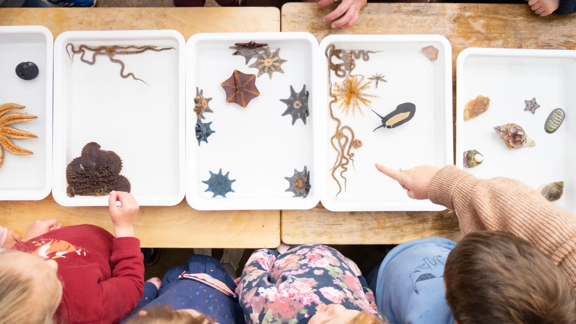 Kinder kids looking at sea creatures.