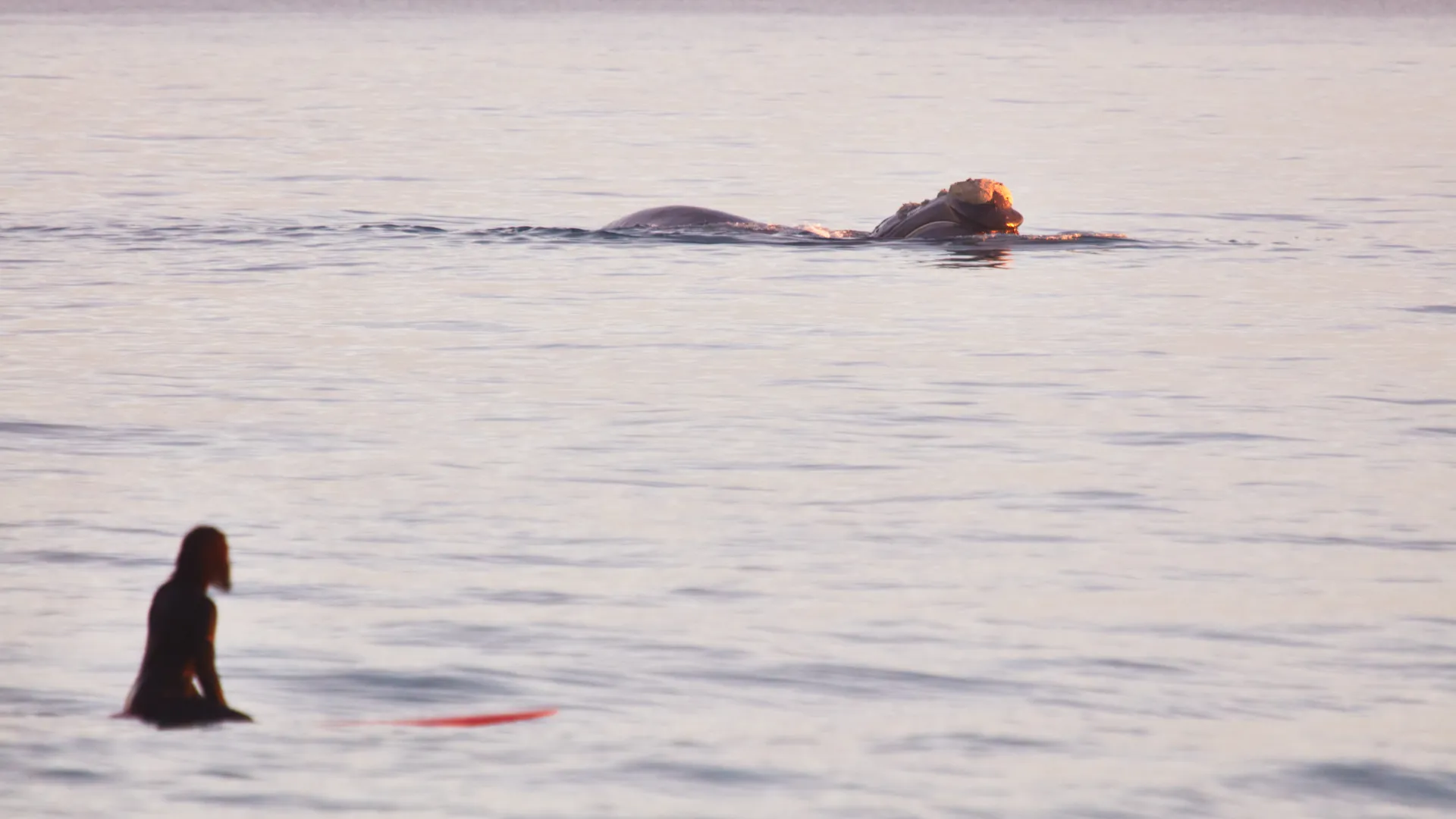 Surfer and whale