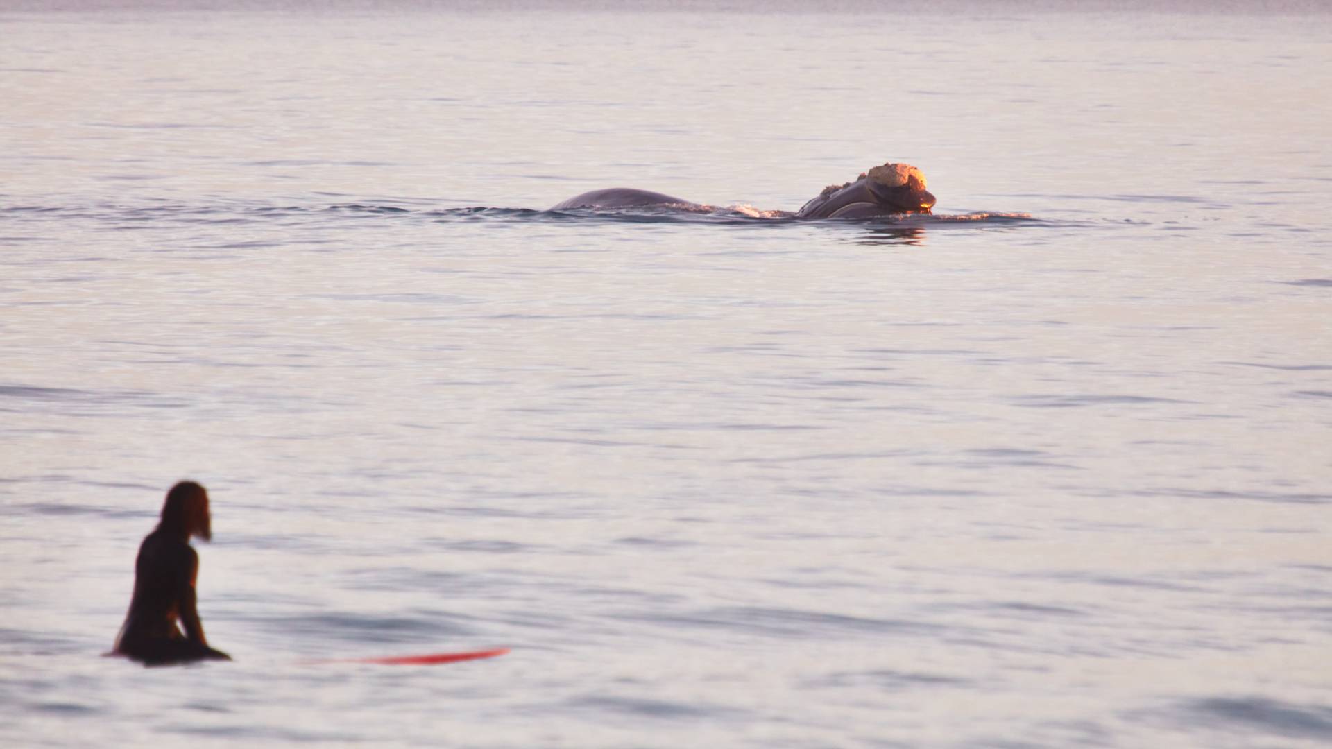 Surfer and whale