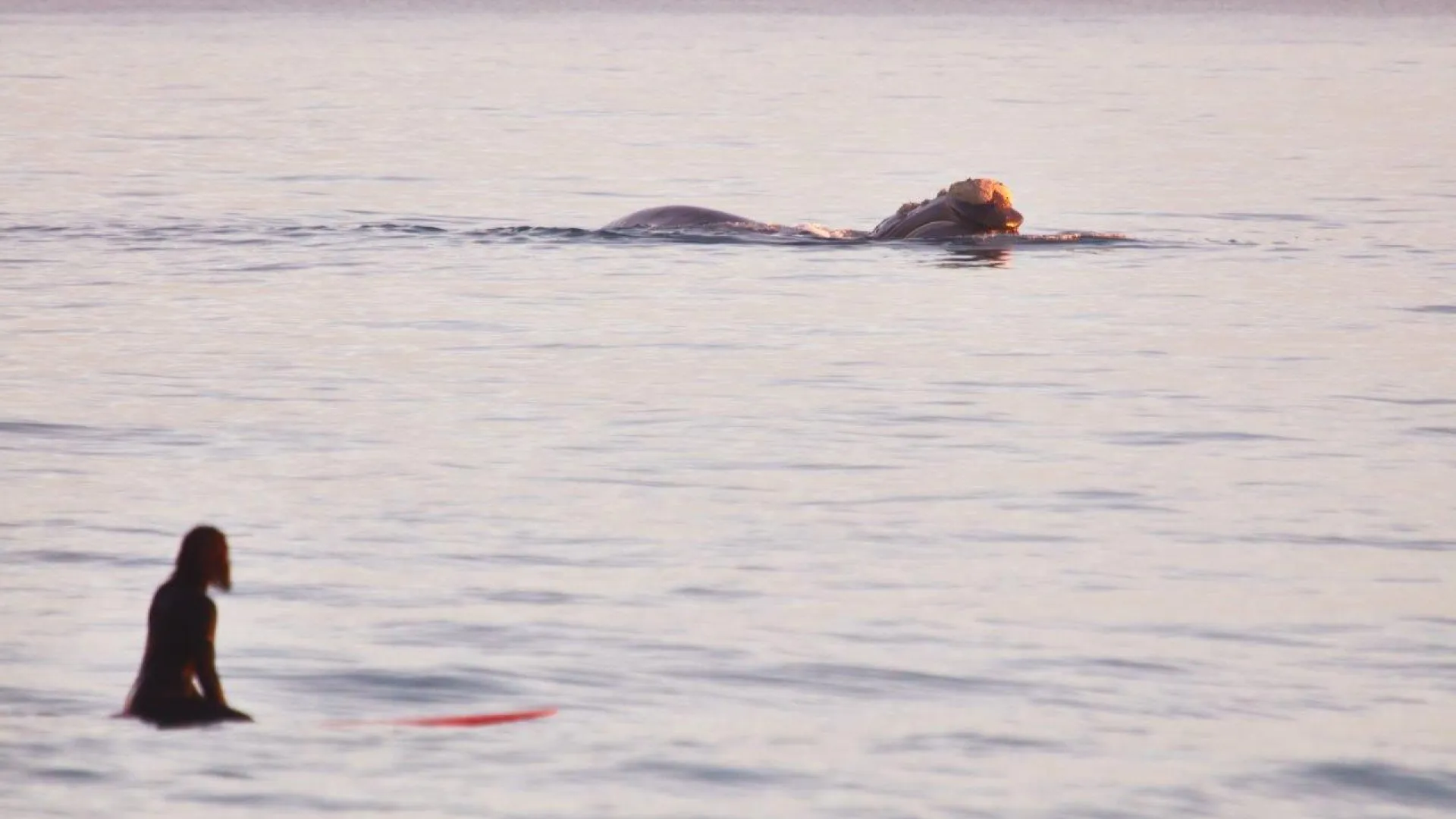 Dr Brienna Butterworth surfing near a Southern Right whale at Logans Beach.