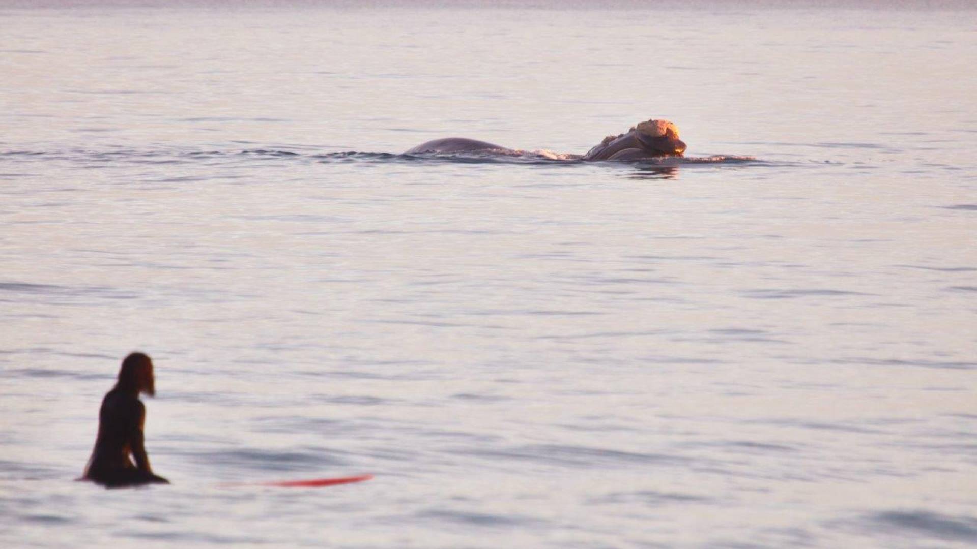 Dr Brienna Butterworth surfing near a Southern Right whale at Logans Beach.