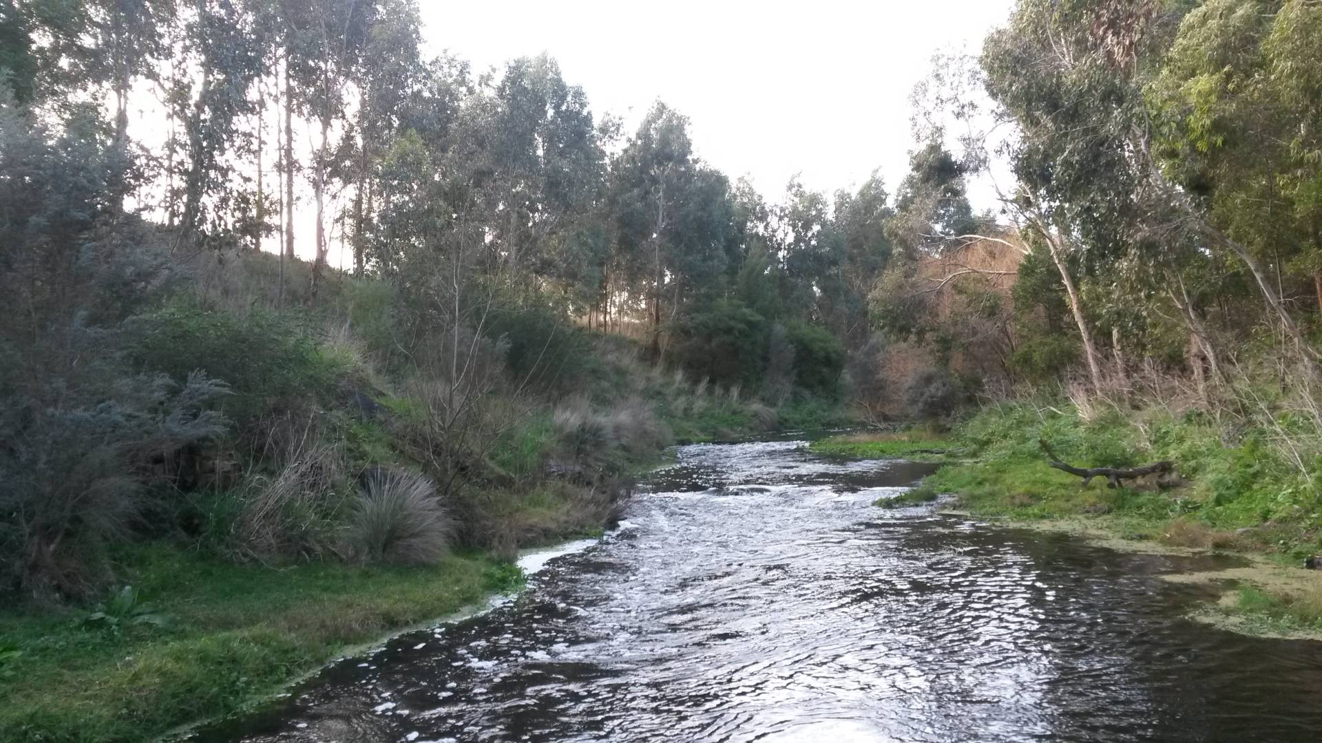 Merri River upstream from bridge.