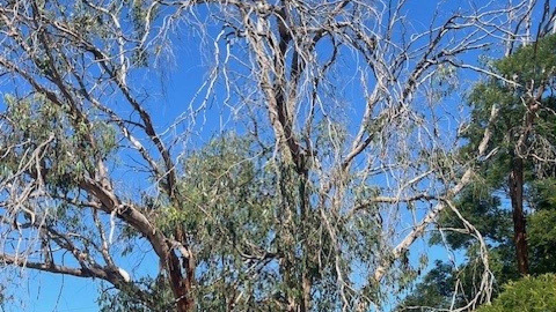 Dead and dying trees at Bushfield.
