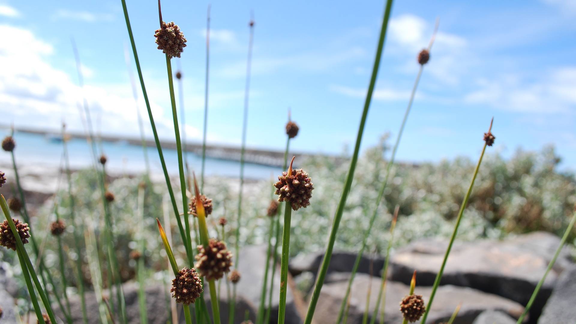 Sea Grass