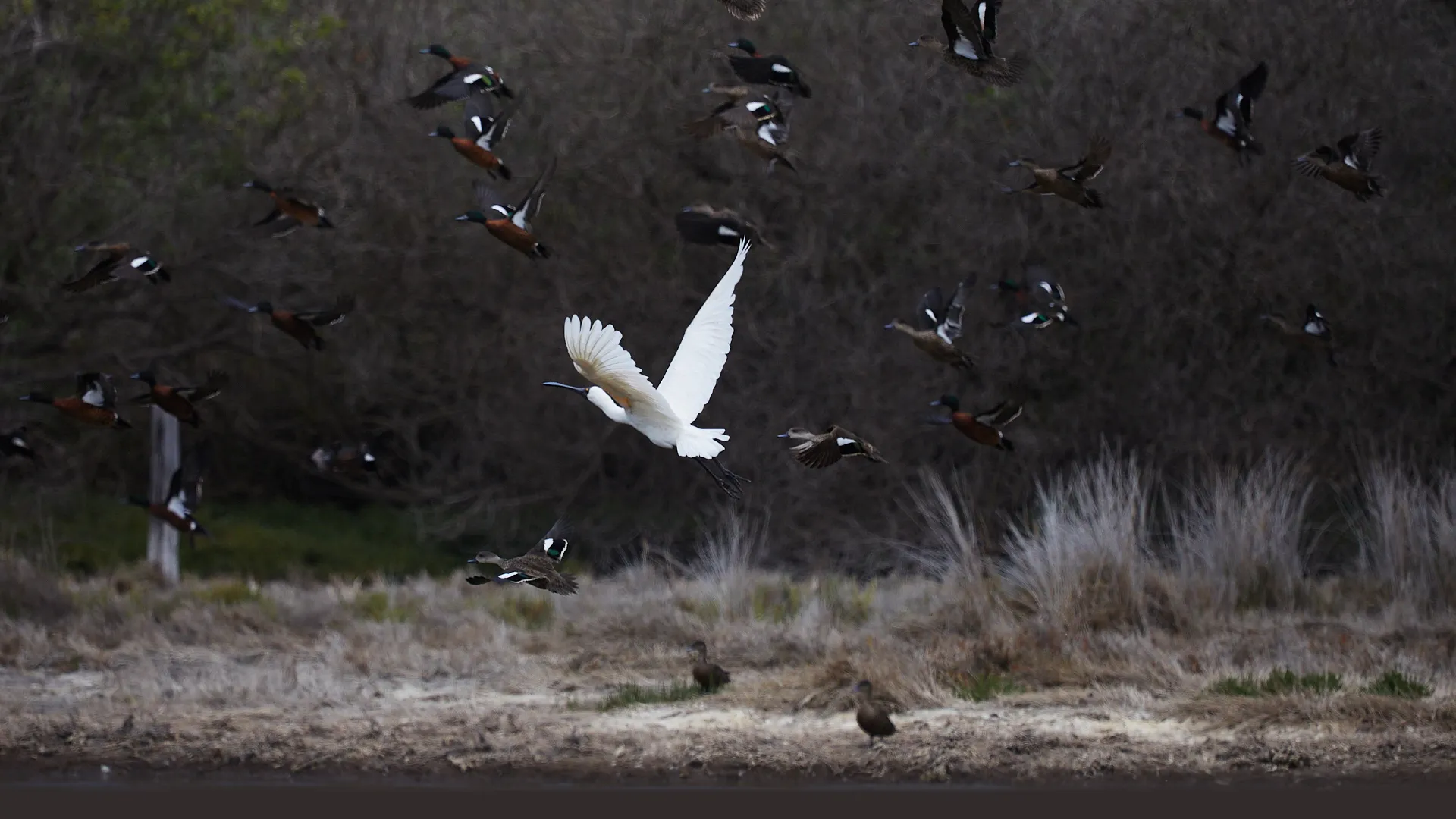 spoonbill
