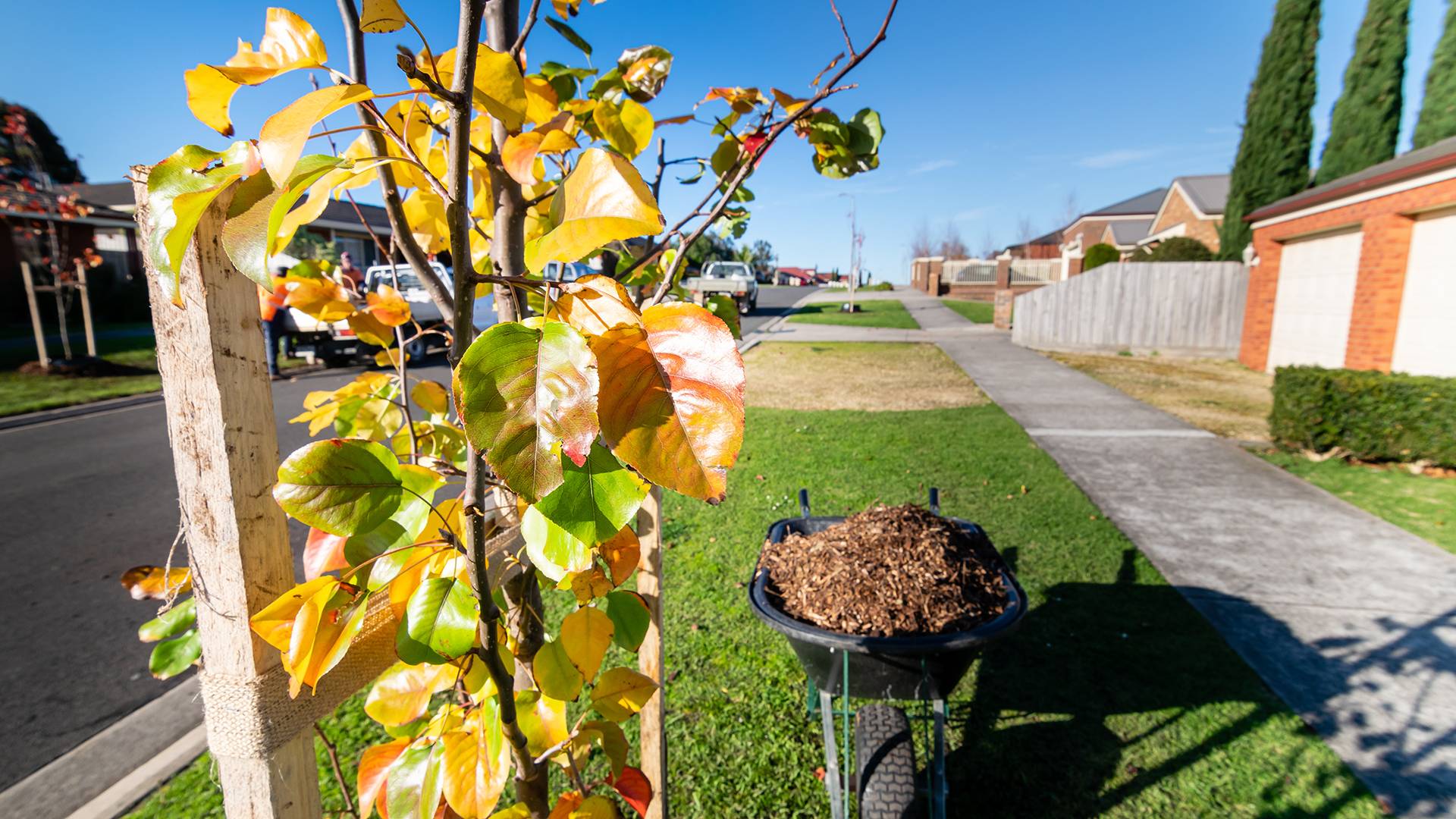 Street Trees