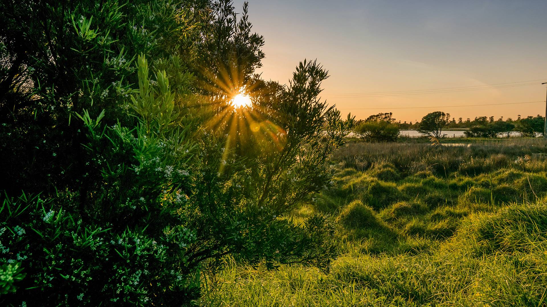 Sunrise through trees