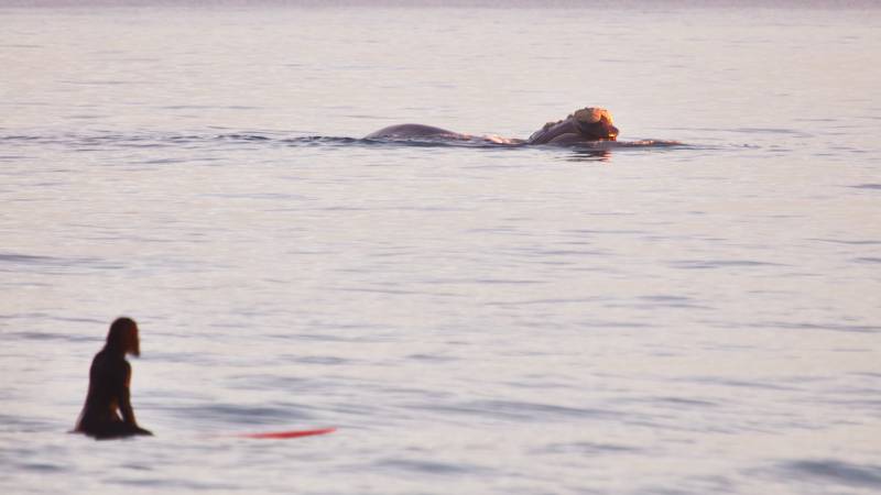 Surfer and whale