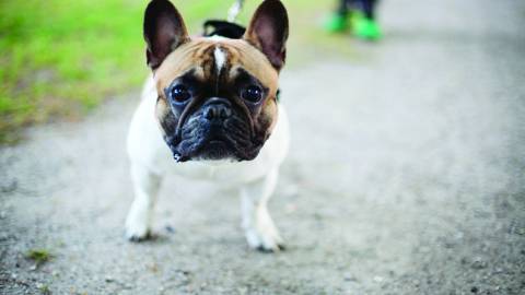 Pug dog.