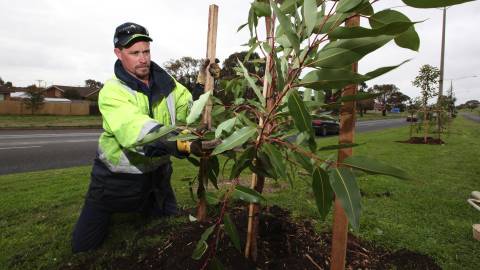 Tree Planting