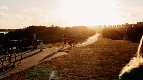 Dog walking at dusk