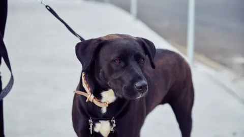 Dog