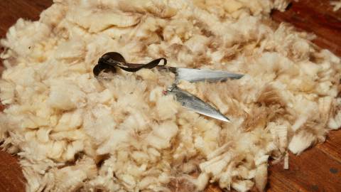 Wool and blade shears