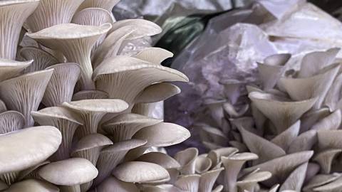 Mushrooms
