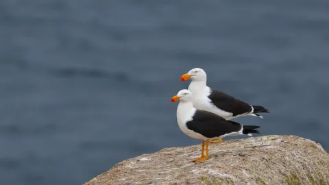 Pacific gulls