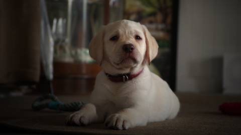 Dog looking at camera