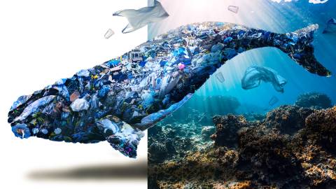 Garbage Whale