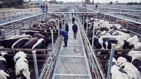 Scene from the Warrnambool saleyards