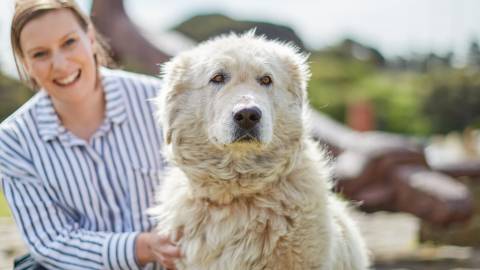 Maremma, Avis, with MIddle Island Project Officer, Ashlyn Clark.
