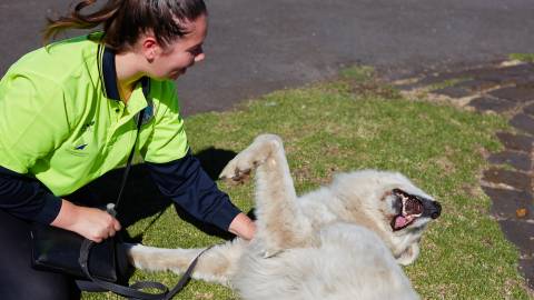 Amor enjoying a tummy rub.
