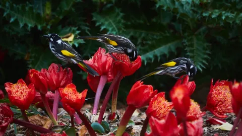 Honeyeaters at the botanic gardens.