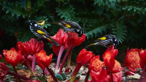 Honeyeaters at the botanic gardens.