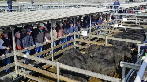Saleyards scene