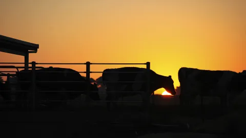 Sunrise silhouettes of cows. 