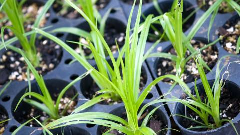 Native seedlings